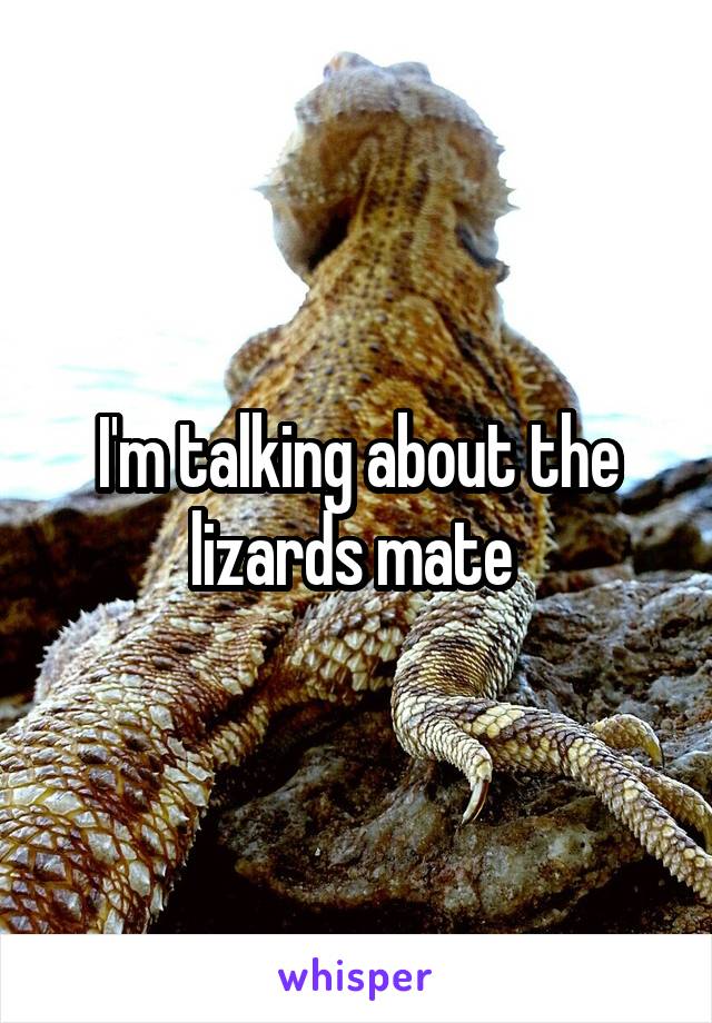 I'm talking about the lizards mate 