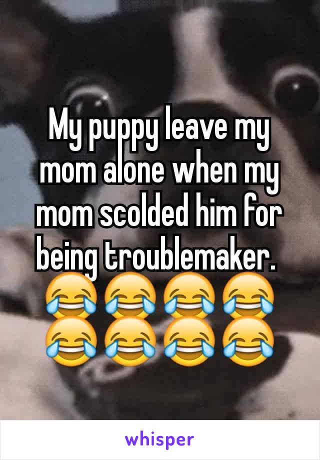 My puppy leave my mom alone when my mom scolded him for being troublemaker. 
😂😂😂😂😂😂😂😂