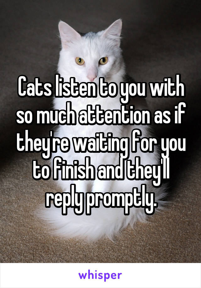 Cats listen to you with so much attention as if they're waiting for you to finish and they'll reply promptly.