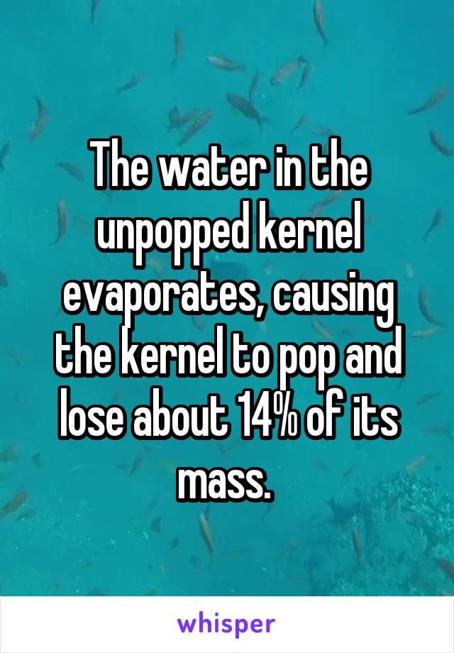 The water in the unpopped kernel evaporates, causing the kernel to pop and lose about 14% of its mass. 