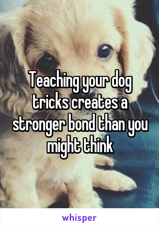 Teaching your dog tricks creates a stronger bond than you might think