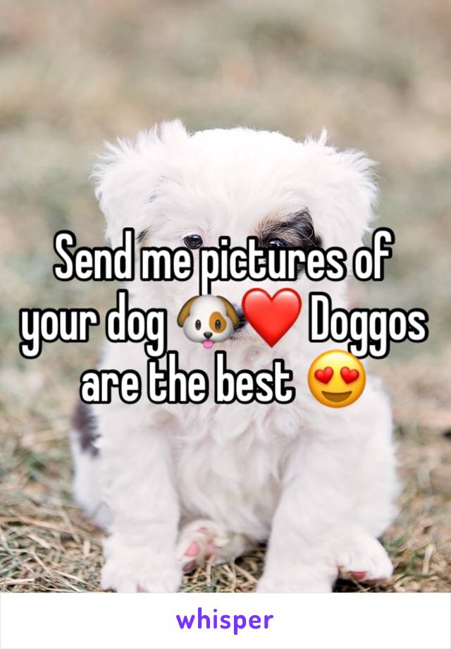 Send me pictures of your dog 🐶❤️ Doggos are the best 😍