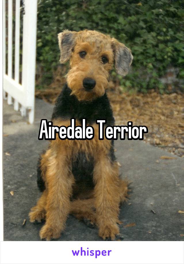 Airedale Terrior