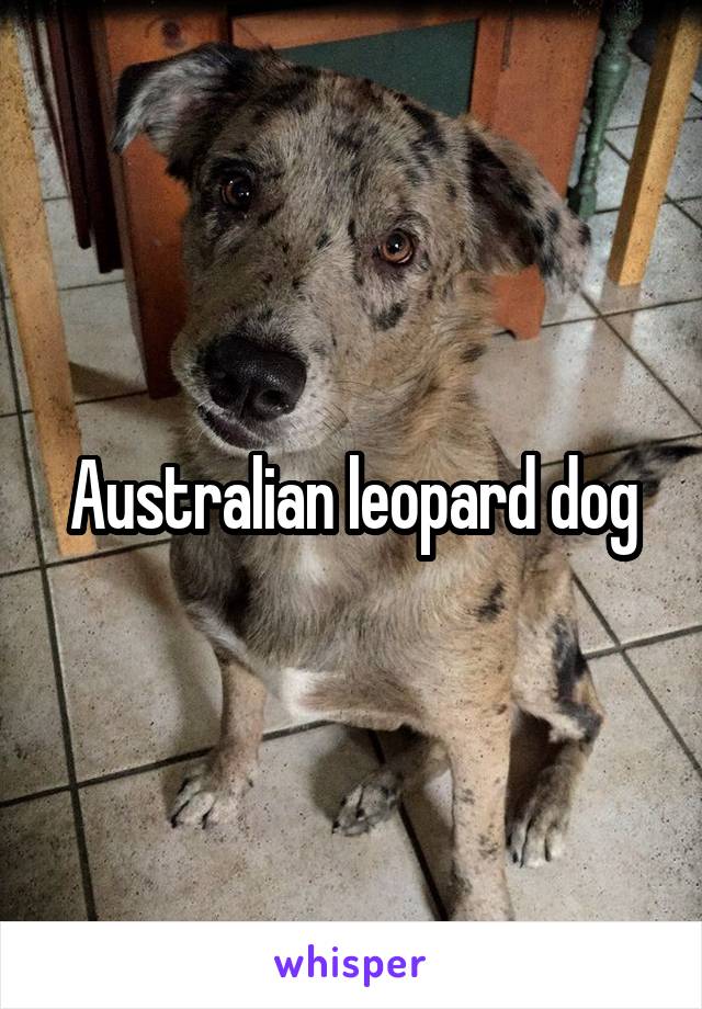 Australian leopard dog