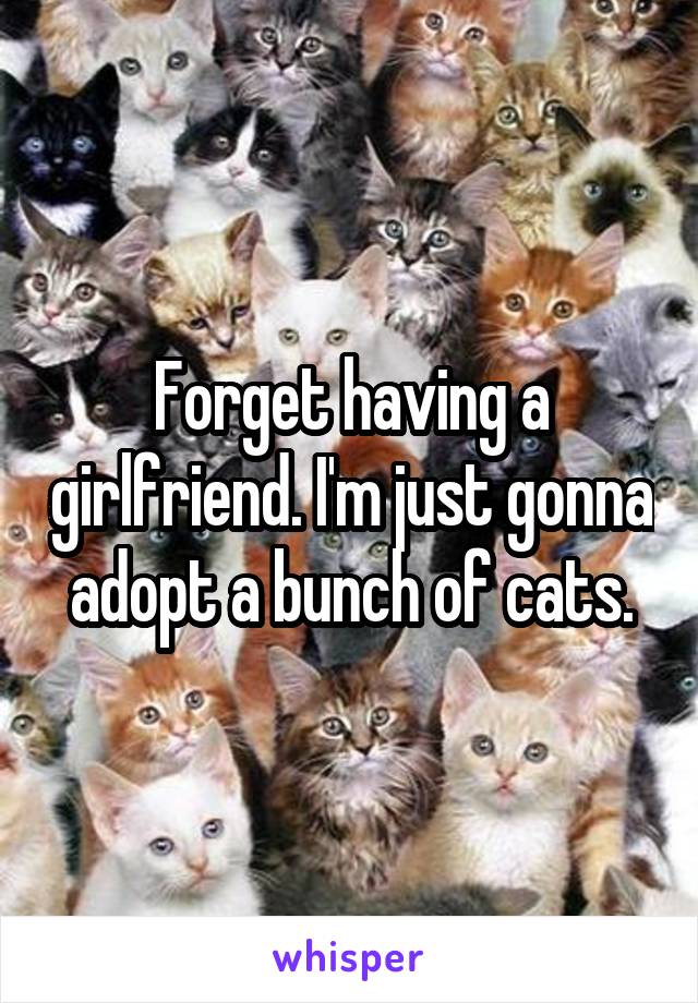 Forget having a girlfriend. I'm just gonna adopt a bunch of cats.