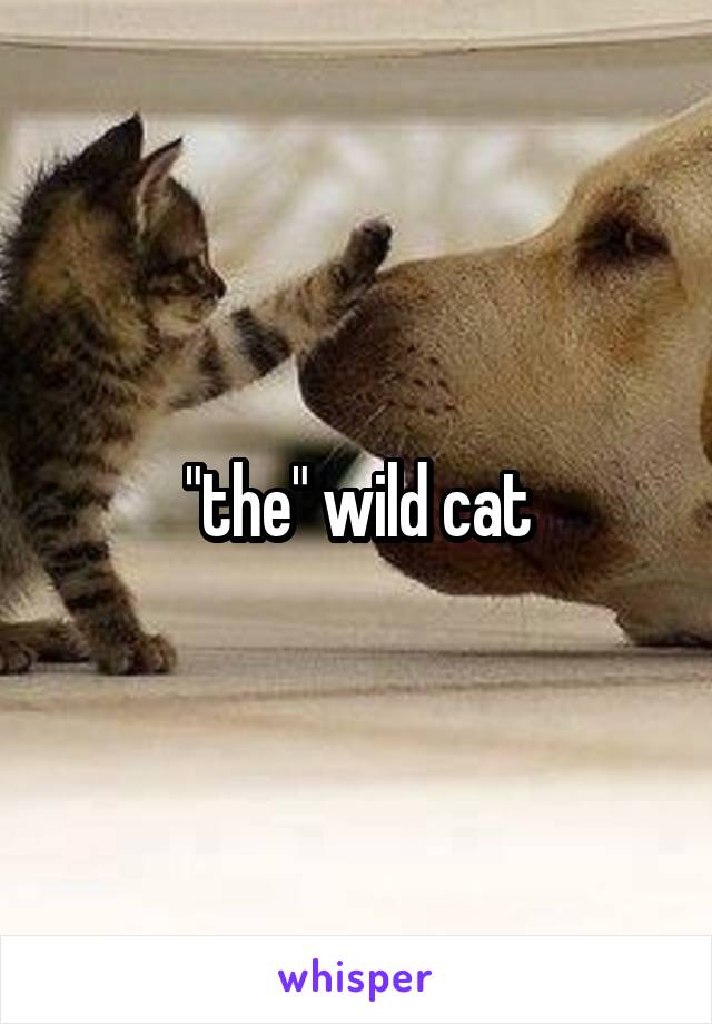 "the" wild cat