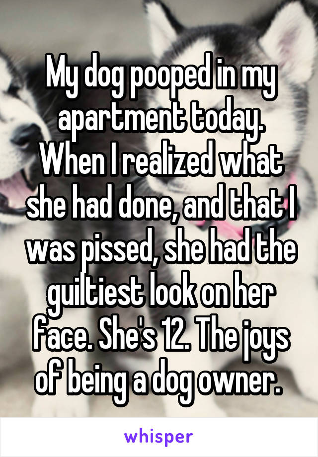 My dog pooped in my apartment today. When I realized what she had done, and that I was pissed, she had the guiltiest look on her face. She's 12. The joys of being a dog owner. 