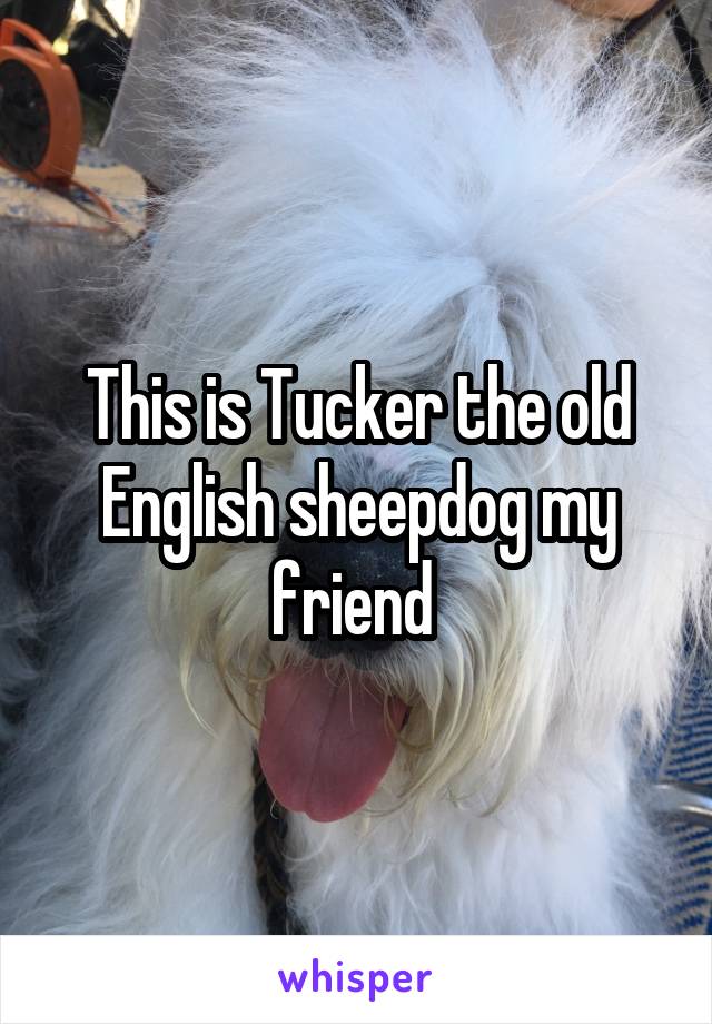 This is Tucker the old English sheepdog my friend 