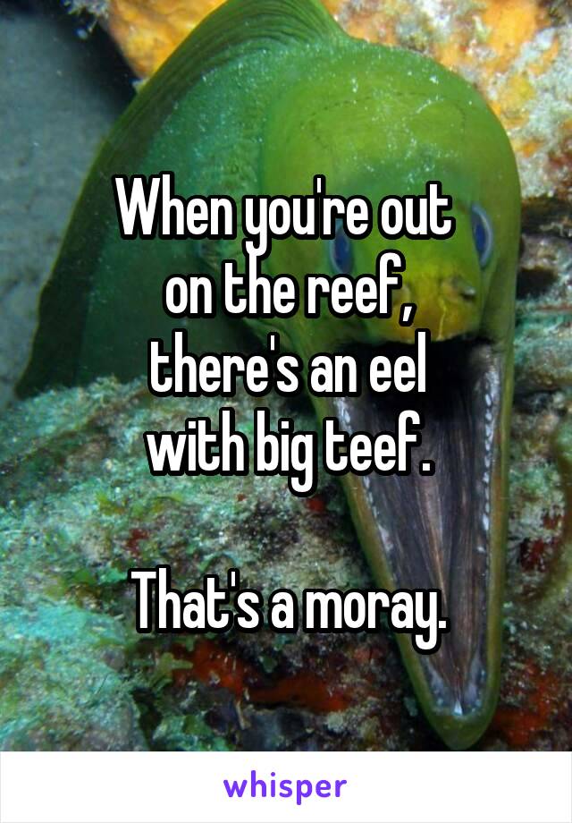 When you're out 
on the reef,
there's an eel
with big teef.
  
That's a moray.