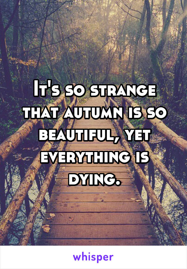 It's so strange that autumn is so beautiful, yet everything is dying.