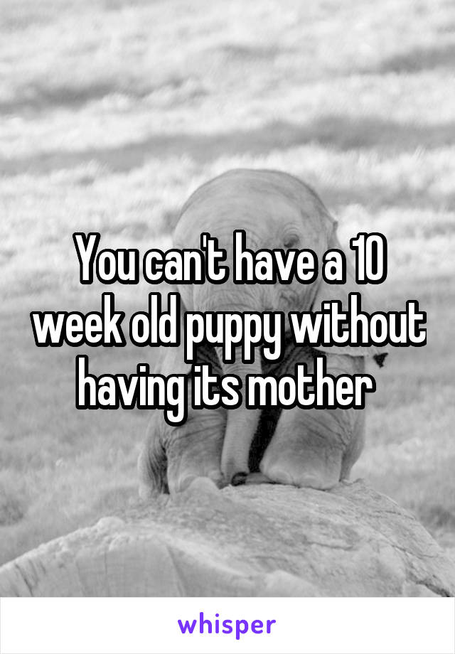 You can't have a 10 week old puppy without having its mother 