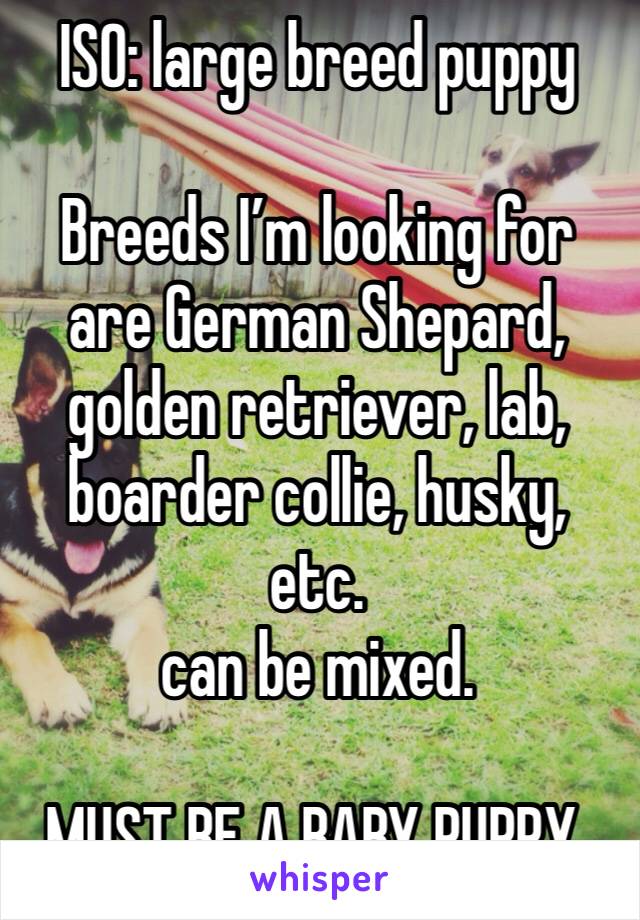 ISO: large breed puppy

Breeds I’m looking for are German Shepard, golden retriever, lab, boarder collie, husky, etc. 
can be mixed. 

MUST BE A BABY PUPPY. 