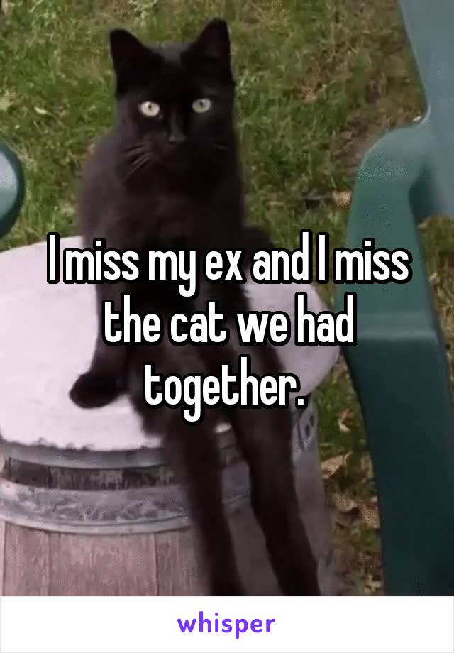 I miss my ex and I miss the cat we had together. 