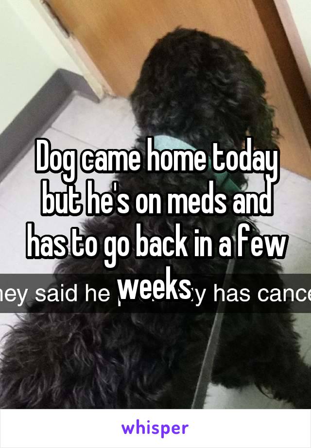 Dog came home today but he's on meds and has to go back in a few weeks 