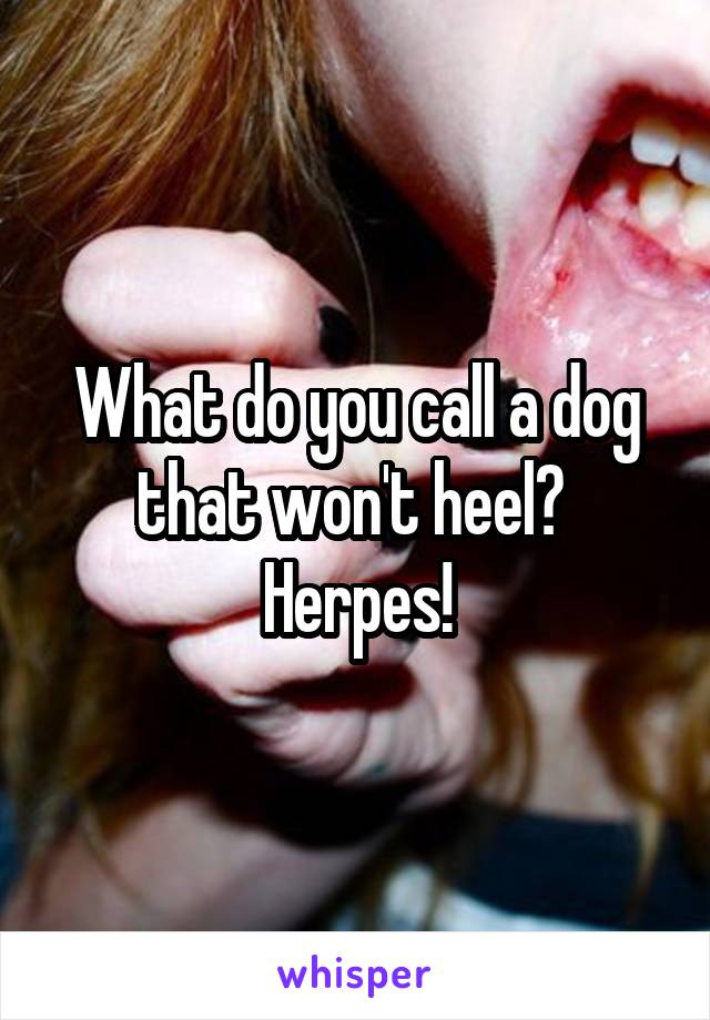 What do you call a dog that won't heel? 
Herpes!