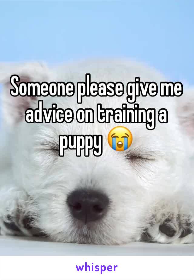 Someone please give me advice on training a puppy 😭