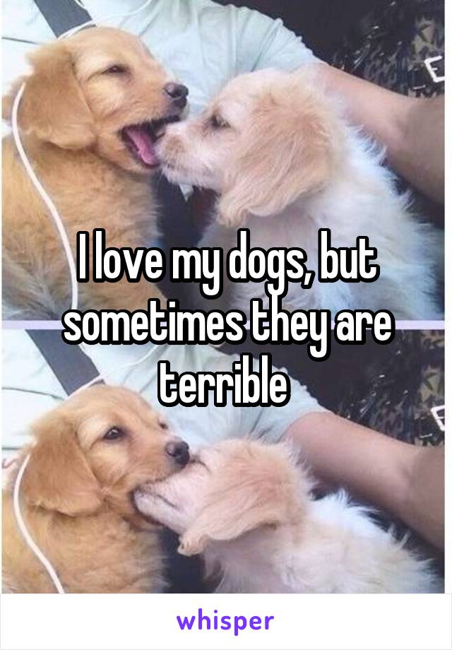 I love my dogs, but sometimes they are terrible 