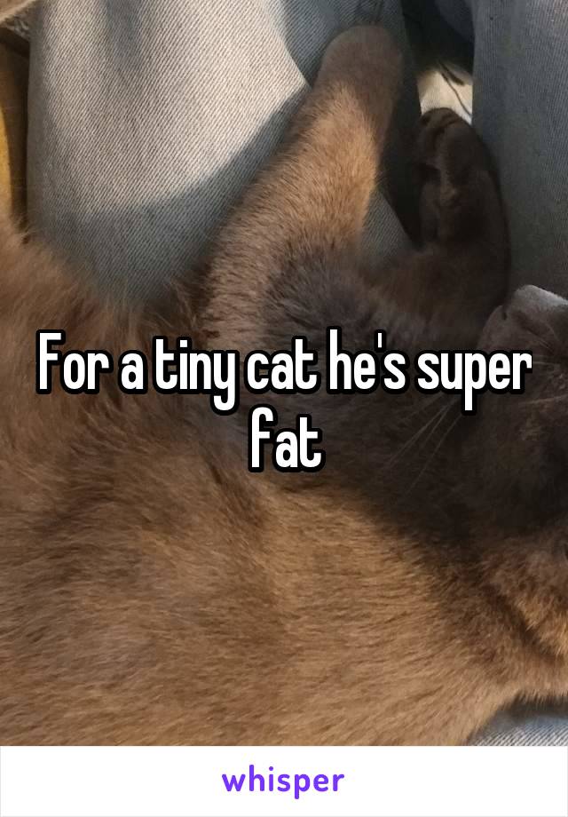 For a tiny cat he's super fat