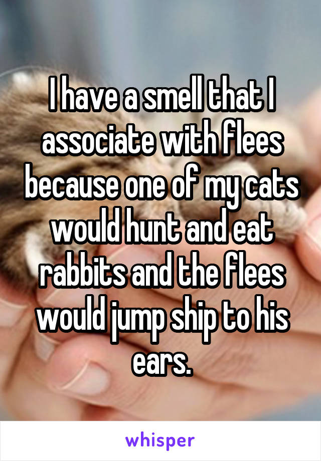 I have a smell that I associate with flees because one of my cats would hunt and eat rabbits and the flees would jump ship to his ears.