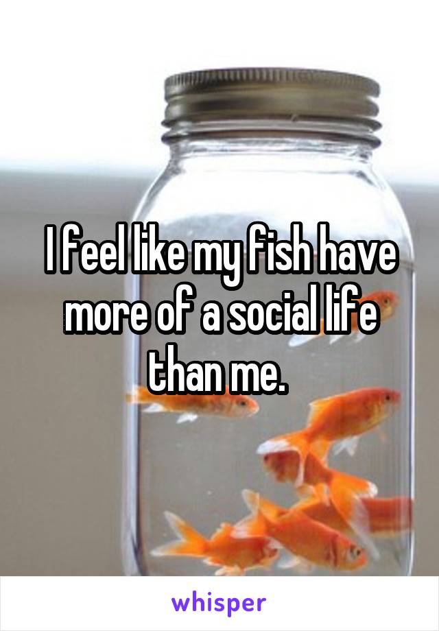 I feel like my fish have more of a social life than me. 