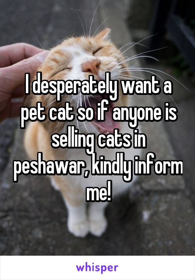 I desperately want a pet cat so if anyone is selling cats in peshawar, kindly inform me!