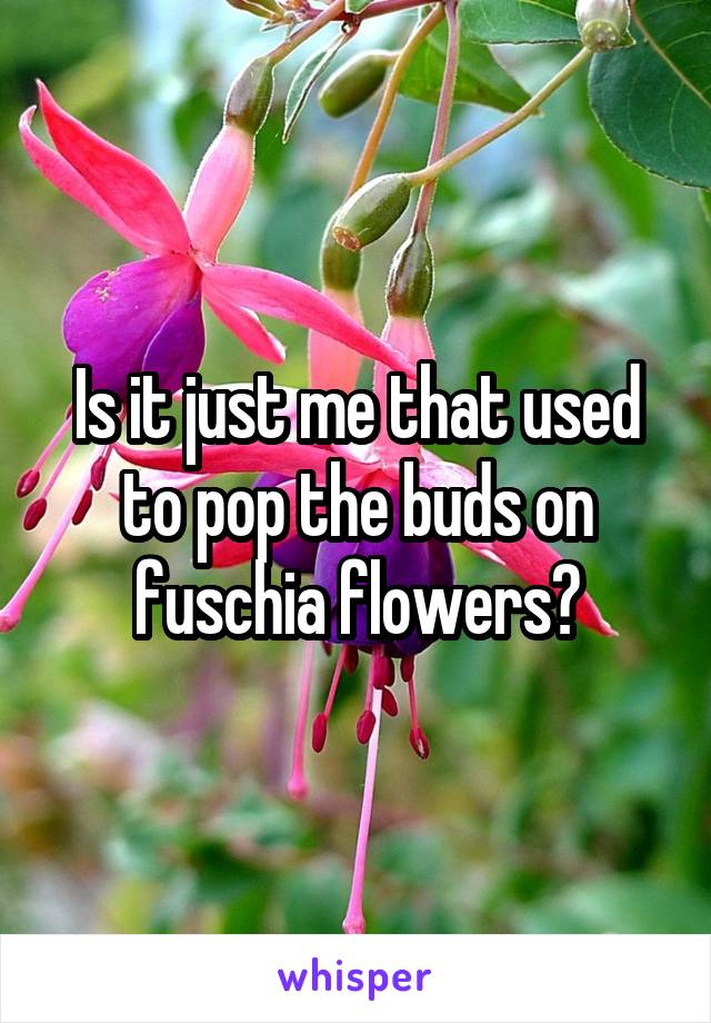 Is it just me that used to pop the buds on fuschia flowers?