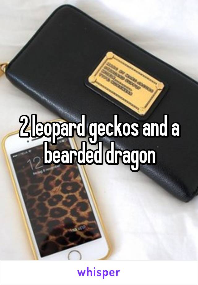 2 leopard geckos and a bearded dragon