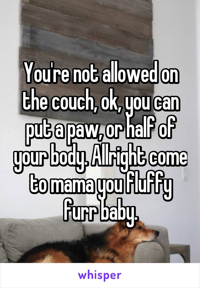 You're not allowed on the couch, ok, you can put a paw, or half of your body. Allright come to mama you fluffy furr baby.