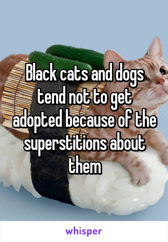 Black cats and dogs tend not to get adopted because of the superstitions about them