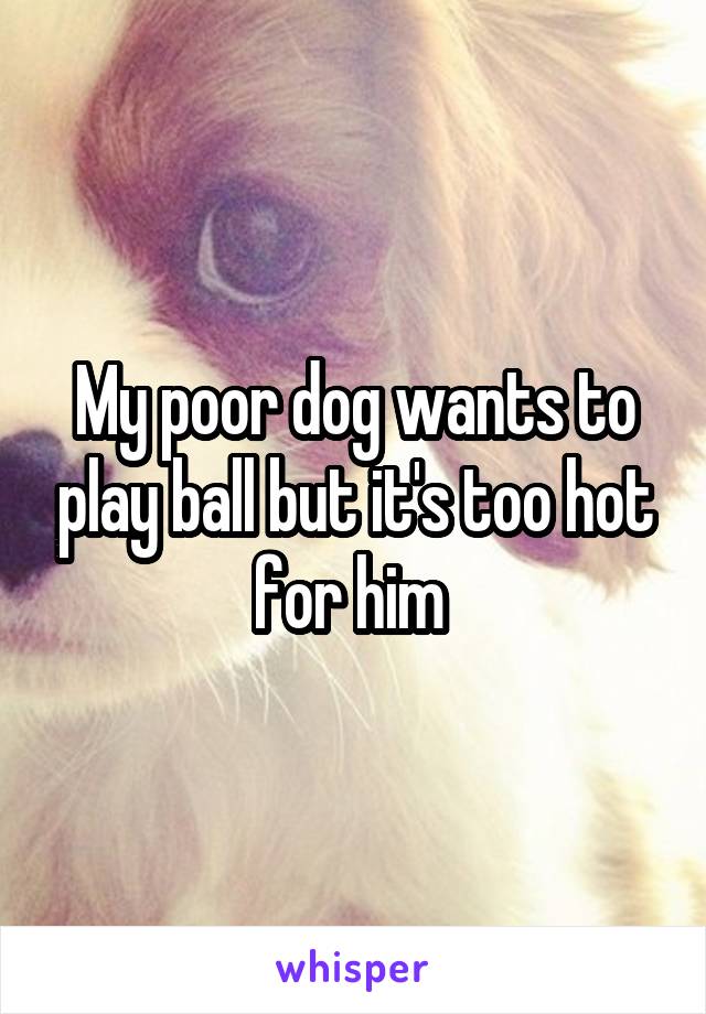 My poor dog wants to play ball but it's too hot for him 