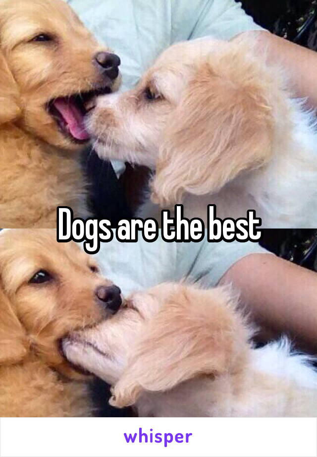 Dogs are the best