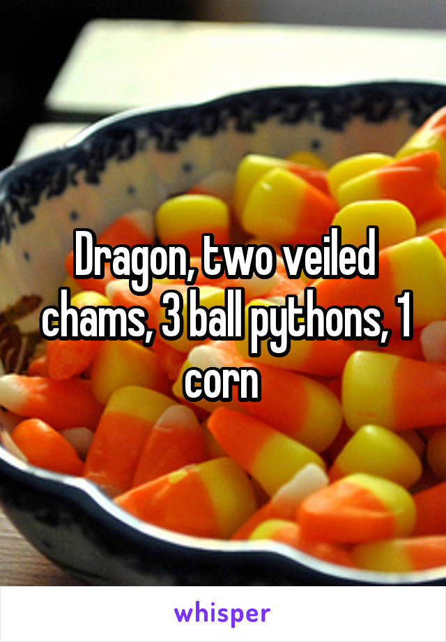 Dragon, two veiled chams, 3 ball pythons, 1 corn 