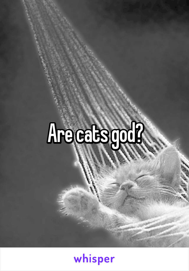 Are cats god?