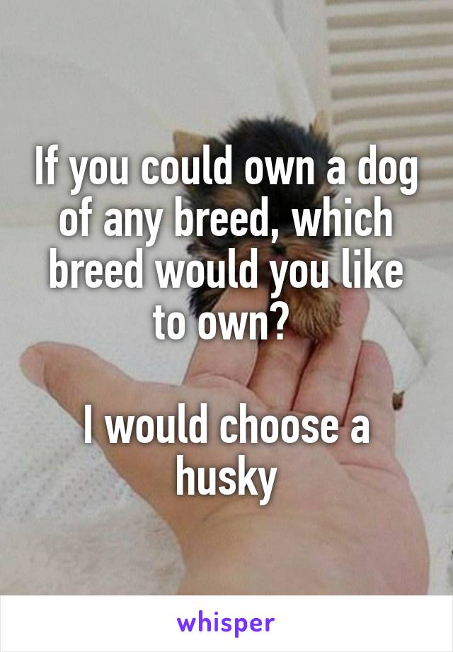 If you could own a dog of any breed, which breed would you like to own? 

I would choose a husky