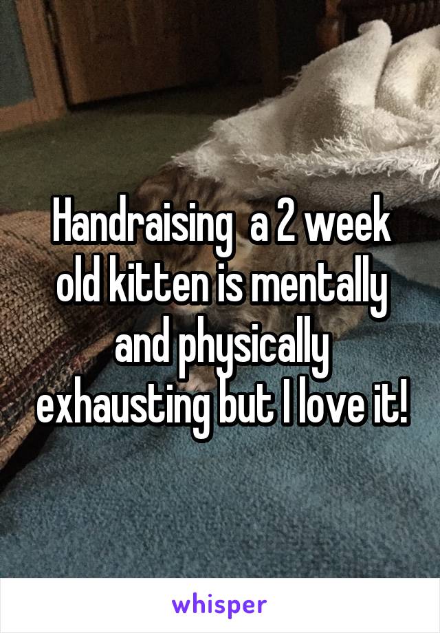 Handraising  a 2 week old kitten is mentally and physically exhausting but I love it!