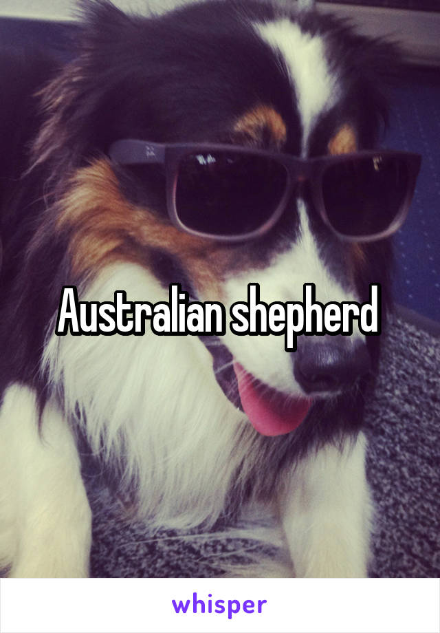 Australian shepherd 