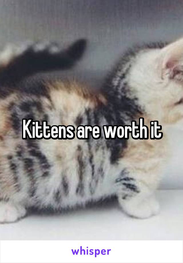 Kittens are worth it
