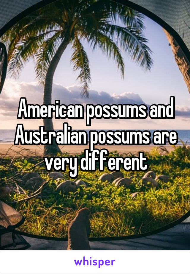 American possums and Australian possums are very different