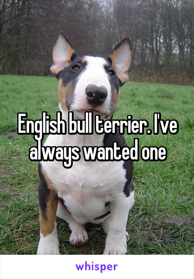 English bull terrier. I've always wanted one