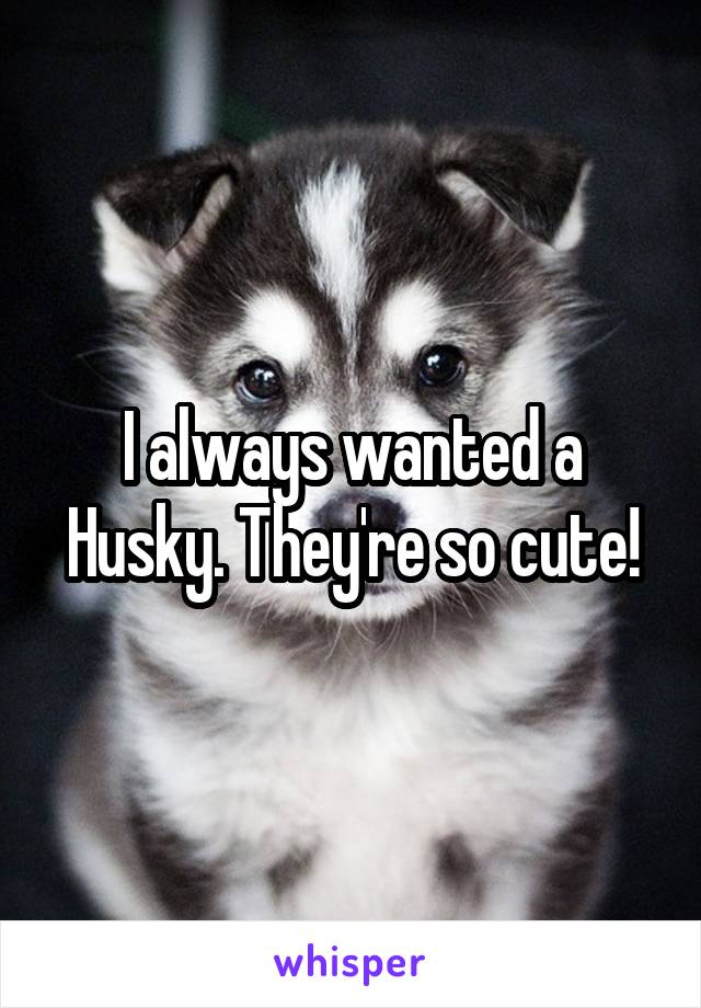 I always wanted a Husky. They're so cute!