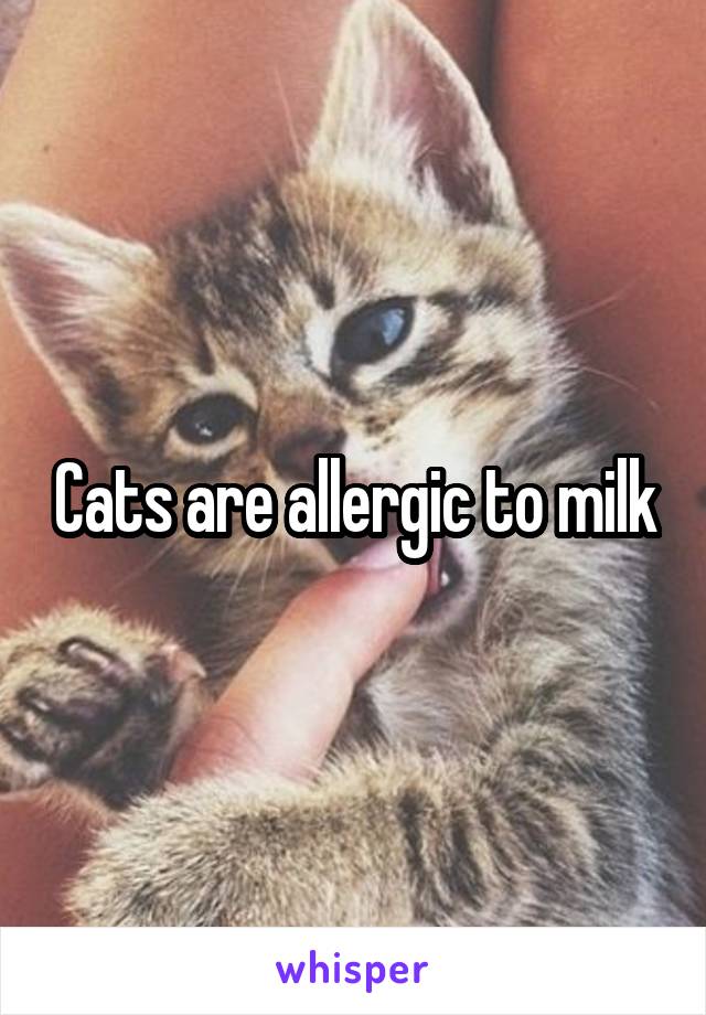 Cats are allergic to milk