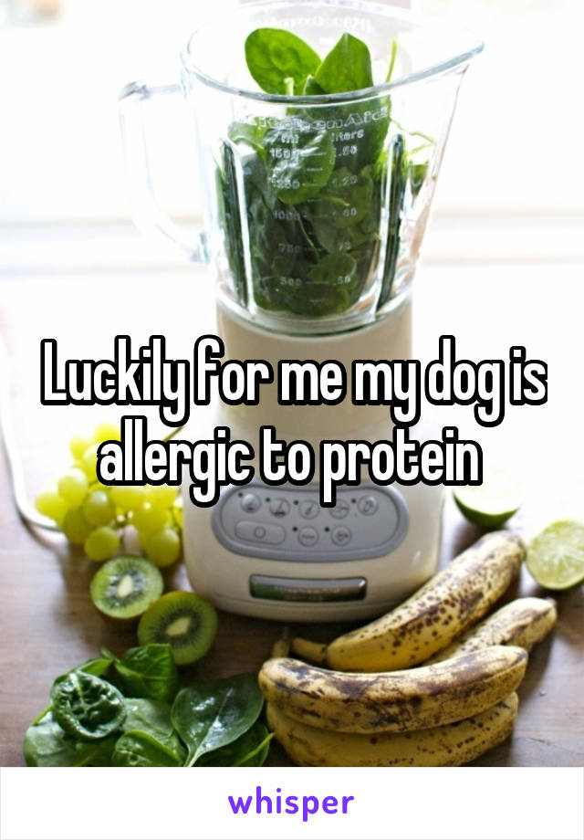 Luckily for me my dog is allergic to protein 