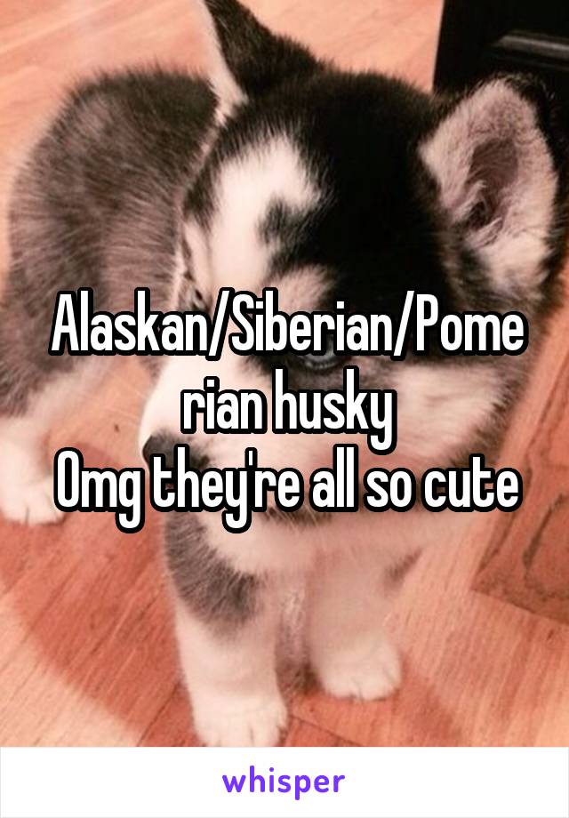 Alaskan/Siberian/Pomerian husky
Omg they're all so cute