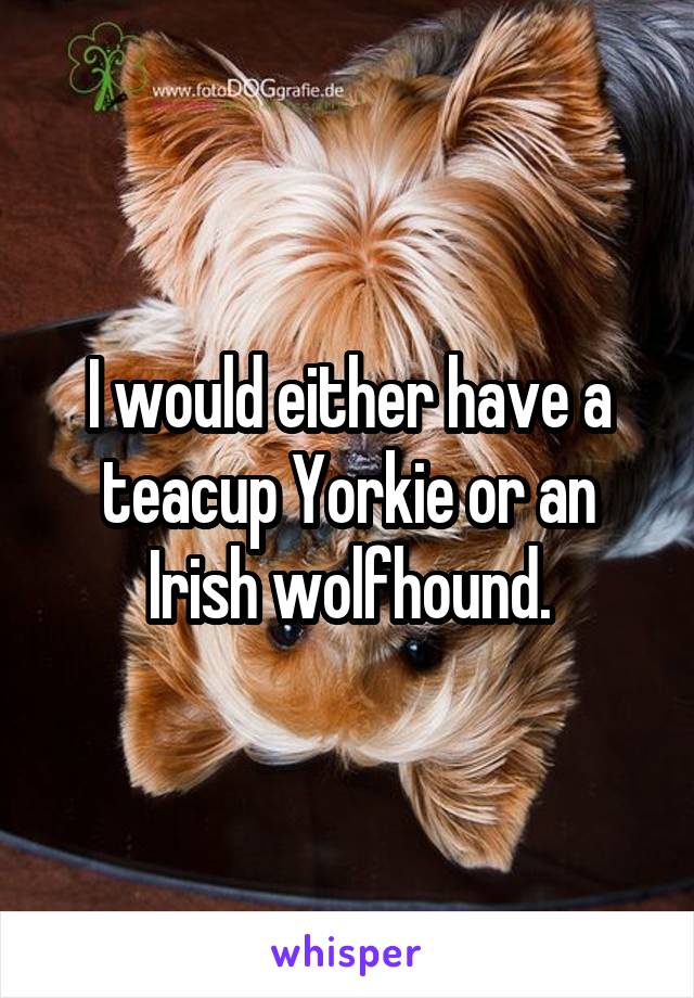 I would either have a teacup Yorkie or an Irish wolfhound.
