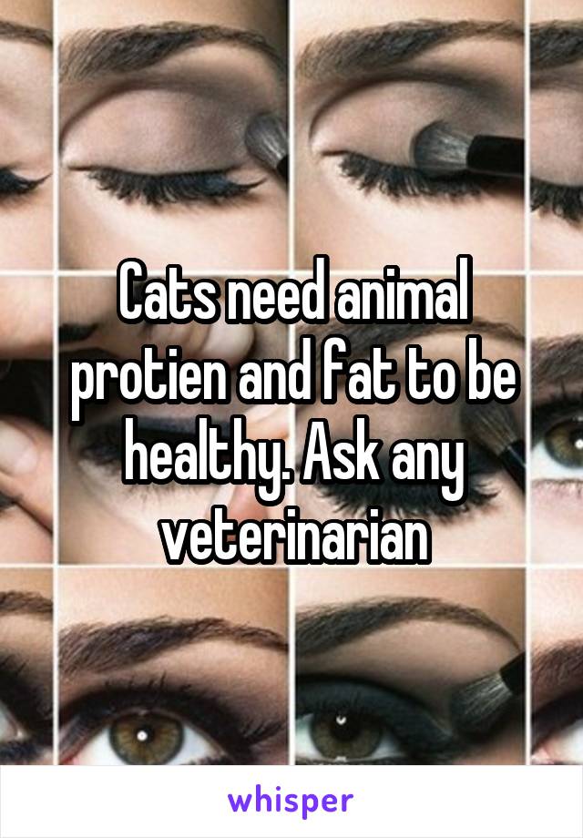 Cats need animal protien and fat to be healthy. Ask any veterinarian