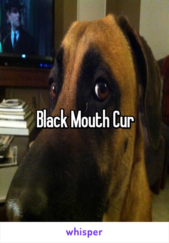 Black Mouth Cur