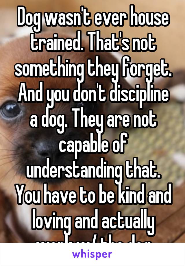 Dog wasn't ever house trained. That's not something they forget. And you don't discipline a dog. They are not capable of understanding that. You have to be kind and loving and actually work w/ the dog