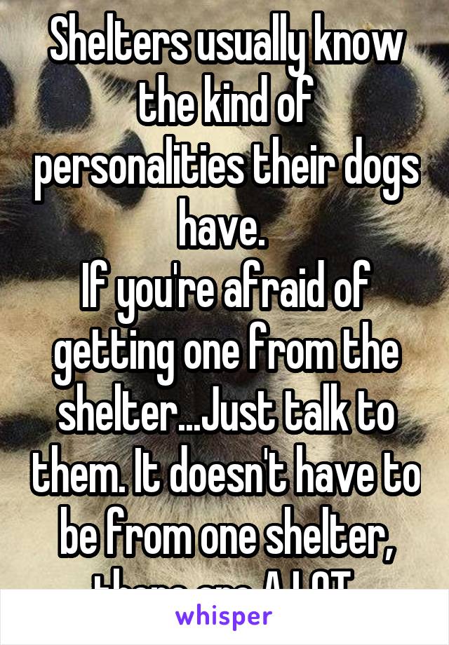 Shelters usually know the kind of personalities their dogs have. 
If you're afraid of getting one from the shelter...Just talk to them. It doesn't have to be from one shelter, there are A LOT.