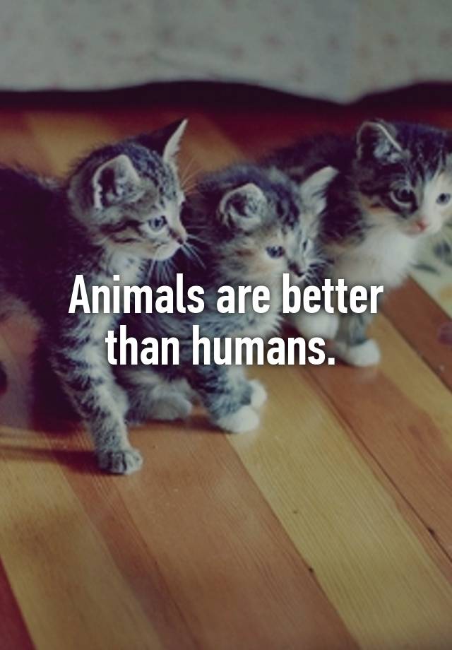 essay on animals are better than humans