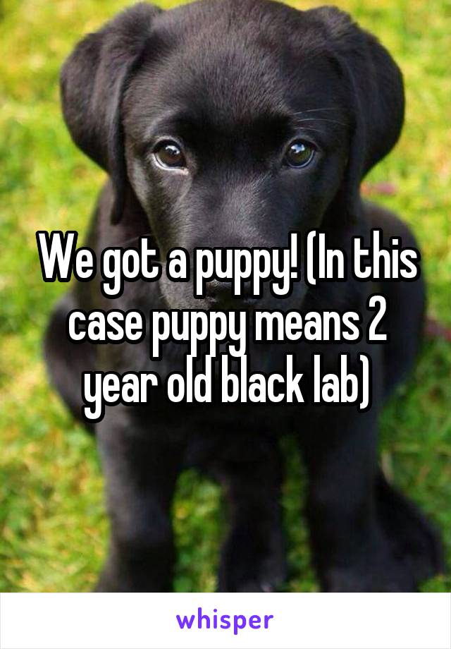 We got a puppy! (In this case puppy means 2 year old black lab)